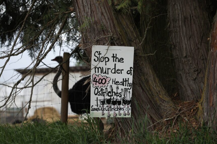 ostriches-at-bc-farm-have-version-of-avian-flu-not-seen-elsewhere-in-canada:-cfia