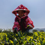 tea-prices-are-rising-and-ottawa’s-to-blame