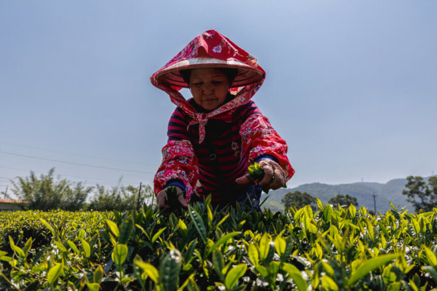 tea-prices-are-rising-and-ottawa’s-to-blame