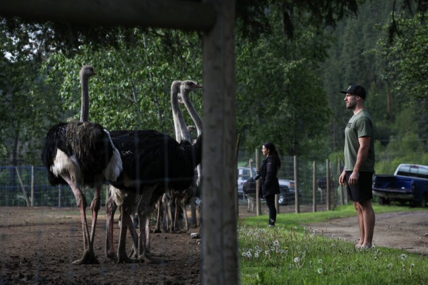 family-that-operates-bc-ostrich-farm-pushes-back-against-cfia-claims