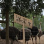 bc-ostrich-farm-calls-for-independent-testing-to-prevent-‘unnecessary-destruction’