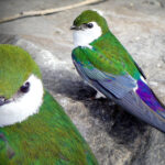 this-gorgeous-green-bird-is-an-elusive-gem—but-a-bc-photographer-got-close-up-shots