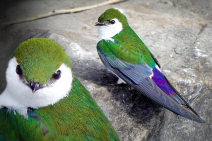 this-gorgeous-green-bird-is-an-elusive-gem—but-a-bc-photographer-got-close-up-shots