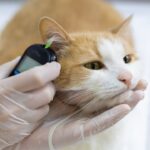 half-of-canadian-pet-owners-skipping-vet-visits-amid-affordability-concerns,-survey-finds