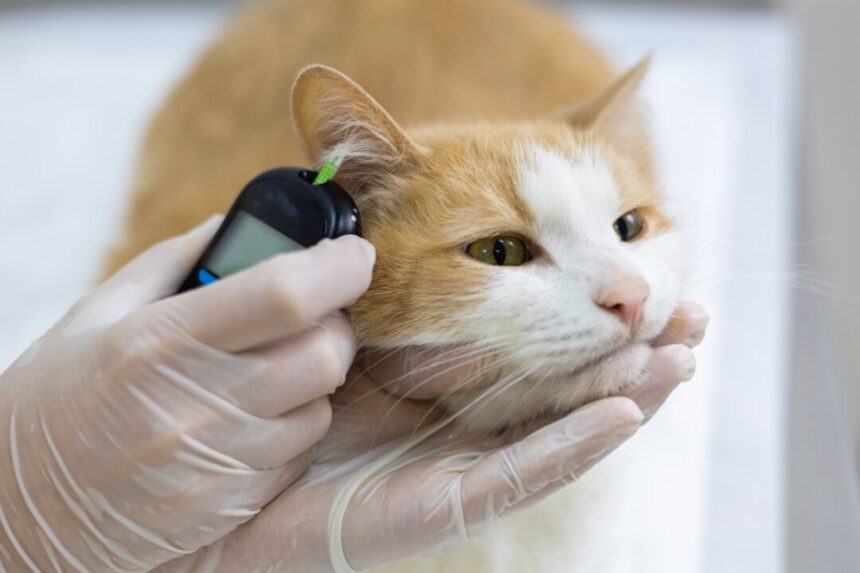 half-of-canadian-pet-owners-skipping-vet-visits-amid-affordability-concerns,-survey-finds