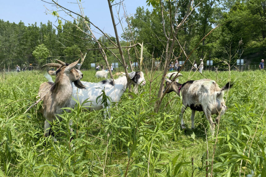 herd-of-goats-helps-city-of-toronto-manage-invasive-plant-species