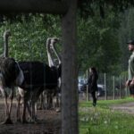 federal-appeal-court-grants-bc-ostriches-stay-of-cull-pending-appeal