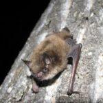 toronto-public-health-looking-for-person-who-‘physically-handled’-bat-showing-symptoms-of-rabies