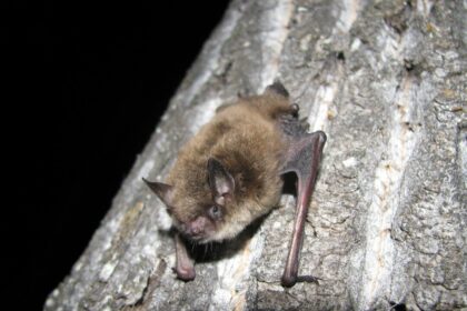 toronto-public-health-looking-for-person-who-‘physically-handled’-bat-showing-symptoms-of-rabies