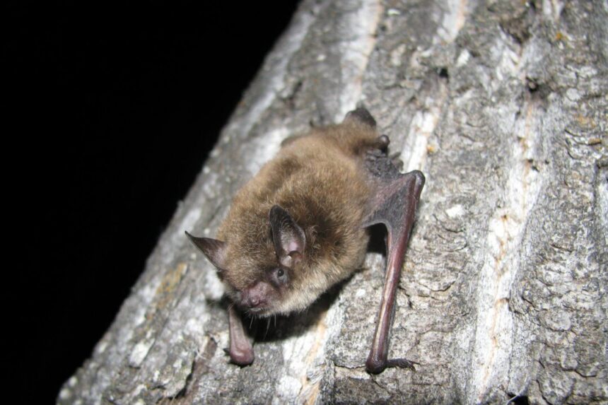 toronto-public-health-looking-for-person-who-‘physically-handled’-bat-showing-symptoms-of-rabies