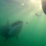 orcas-sharing-prey-with-humans-may-be-trying-to-learn-‘who-we-are,’-researcher-says