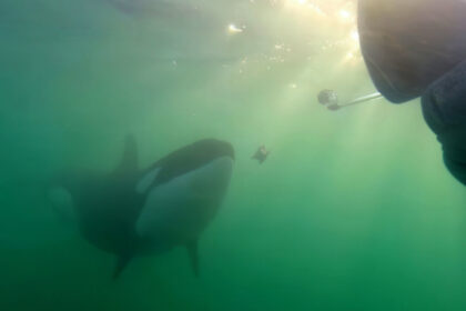 orcas-sharing-prey-with-humans-may-be-trying-to-learn-‘who-we-are,’-researcher-says