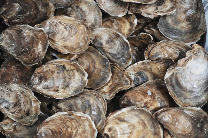 cfia-detects-first-cases-of-dermo-in-pei,-quebec-oysters