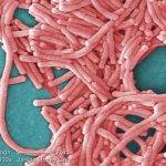 legionnaires’-disease-outbreak-leaves-one-dead,-more-than-40-infected-in-london,-ontario
