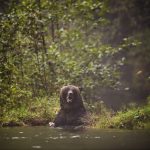 man-survives-grizzly-attack-in-bc-wilderness
