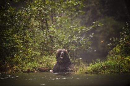 man-survives-grizzly-attack-in-bc-wilderness