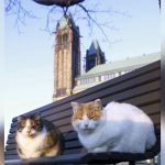 last-cat-from-parliament-hill’s-former-‘cat-colony’-passes-away