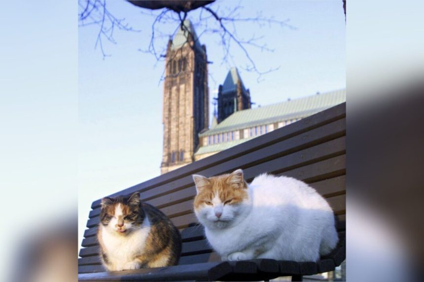 last-cat-from-parliament-hill’s-former-‘cat-colony’-passes-away