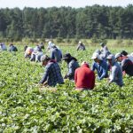 employer-fines-for-breaches-of-foreign-worker-rules-on-track-for-record-year
