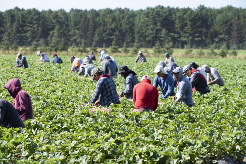 employer-fines-for-breaches-of-foreign-worker-rules-on-track-for-record-year