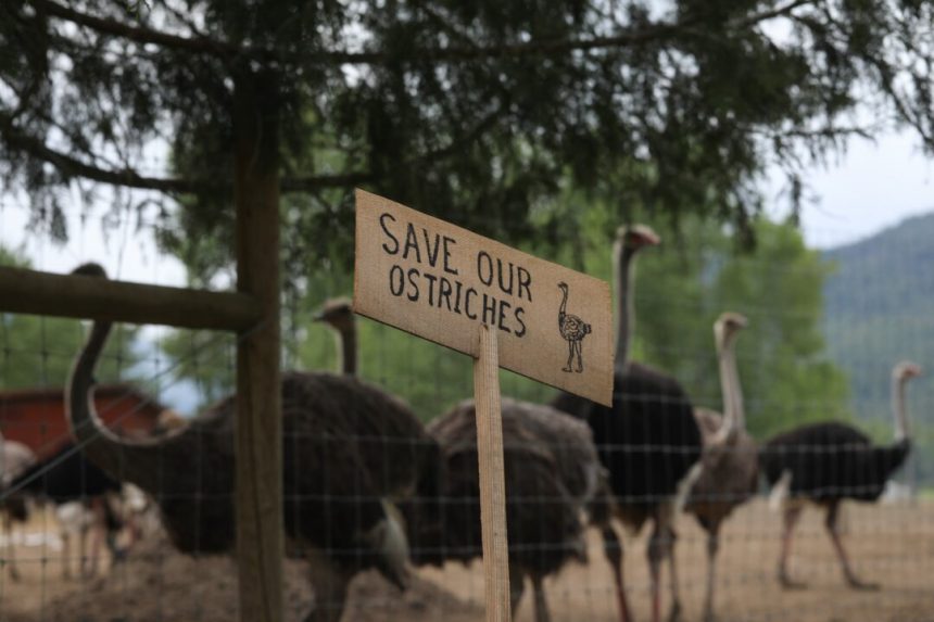 federal-court-of-appeal-hears-bc-ostrich-farm’s-case-against-cull-order