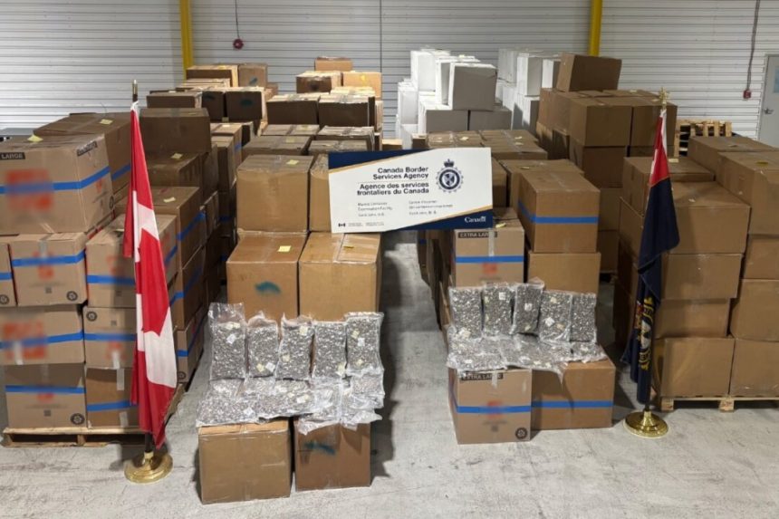 border-officers-seize-$50m-in-contraband-cannabis-destined-for-uk