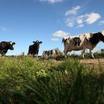 new-zealand-to-gain-increased-access-to-canadian-dairy-market-as-trade-dispute-resolved
