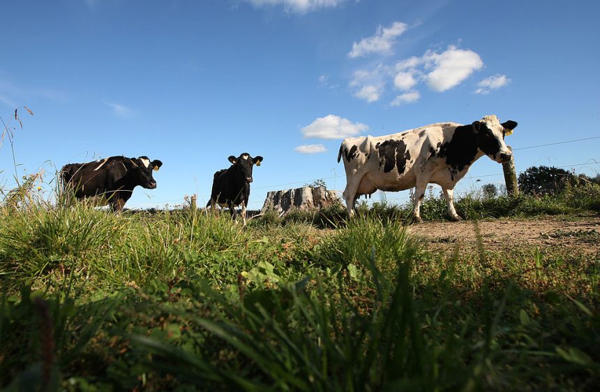 new-zealand-to-gain-increased-access-to-canadian-dairy-market-as-trade-dispute-resolved