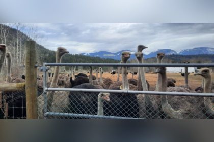 premiers-smith,-ford-voice-support-for-saving-bc-farm-ostriches-from-cull-order