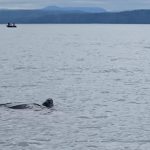 close-encounter:-rare-leatherback-sea-turtle-spotted-off-bc-coast