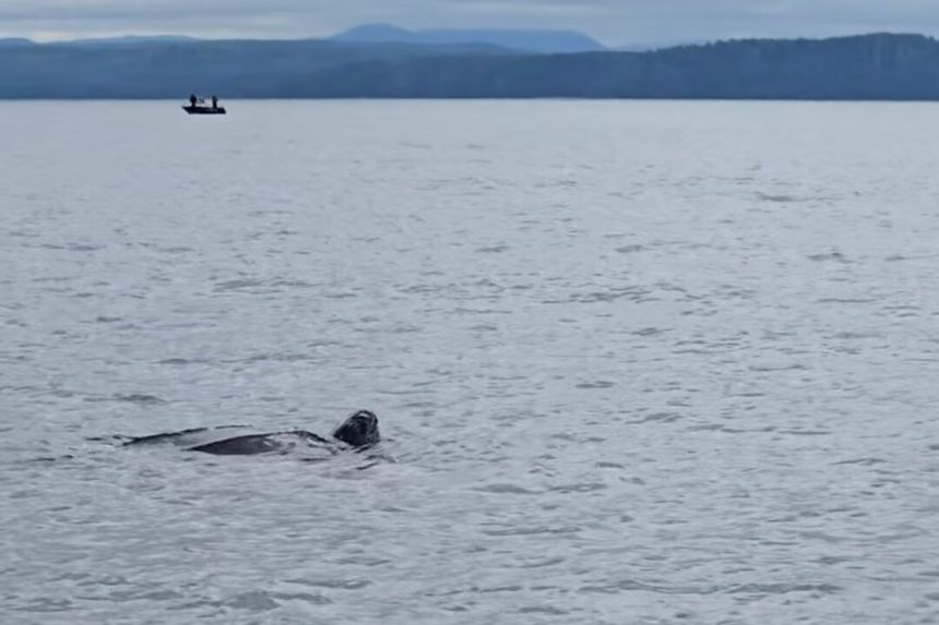 close-encounter:-rare-leatherback-sea-turtle-spotted-off-bc-coast