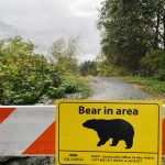 man-seriously-injured-in-bc-grizzly-bear-attack-in-kootenay-region