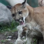 man-punches-cougar-in-face,-deters-attack-near-smithers,-bc