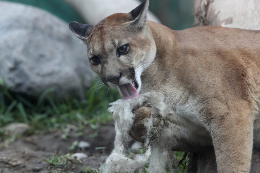 man-punches-cougar-in-face,-deters-attack-near-smithers,-bc