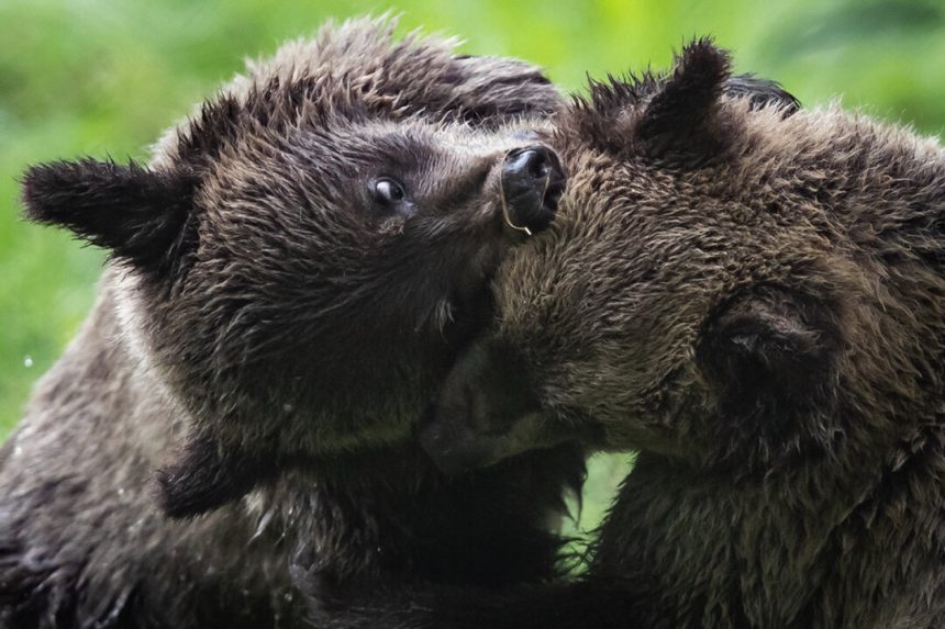 grizzly-attack-in-bc-likely-‘defensive’,-bears-to-be-spared,-investigators-say