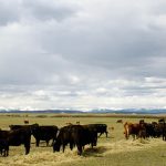 australia-lifts-22-year-ban-on-canadian-beef
