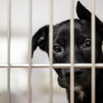 ontario-hospital-halts-controversial-dog-research-amid-public-outcry