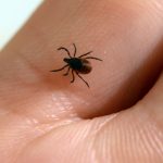 quebec-reports-first-case-of-rocky-mountain-spotted-fever