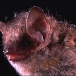 ontario-daycare-reopens-after-closing-due-to-discovery-of-bat-with-rabies