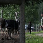 supporters-head-for-bc-ostrich-farm-as-it-plans-top-court-appeal-to-stop-cull