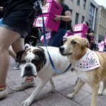ontario-to-ban-research-testing-using-dogs-and-cats