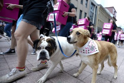 ontario-to-ban-research-testing-using-dogs-and-cats