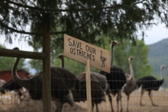 how-a-federal-cull-order-put-a-bc-ostrich-farm-in-the-international-spotlight
