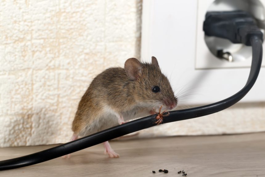 this-is-where-mice-thrive-in-toronto-according-to-an-exterminator