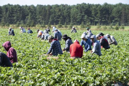 ‘unscrupulous-employers’-misusing-temporary-foreign-worker-program:-federal-memo