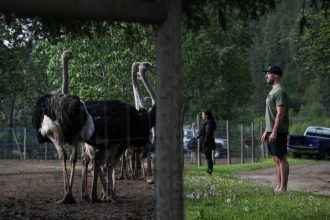 bc-ostrich-farm-granted-interim-stay-against-cull-order