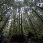 logging-firm-wins-injunction-to-halt-walbran-valley-blockade-on-vancouver-island