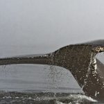 humpback-whale-dead-after-ferry-crew-reports-collision-off-bc-coast
