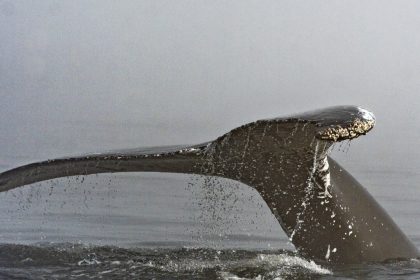 humpback-whale-dead-after-ferry-crew-reports-collision-off-bc-coast