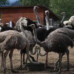 police-enter-bc-ostrich-farm-subject-to-culling-order-by-federal-agency